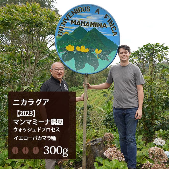 ・【2023】ニカラグア「マンマミーナ農園」ウォッシュドプロセス イエローパカマラ種