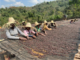 【2025】エチオピア イルガチェフェ「ヒルト・シャロ」ナチュラルプロセス