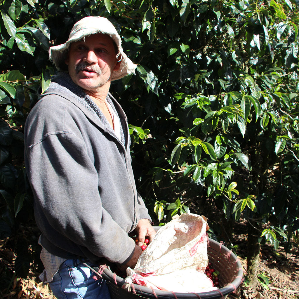 ・【2024】コスタリカ「ボナ・ビスタ農園」イエローハニープロセス