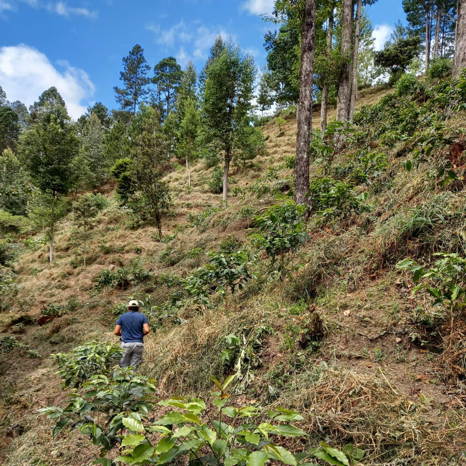 【2023】ニカラグア「モゴトン」ウォッシュドプロセス マラカツーラ種 シティロースト