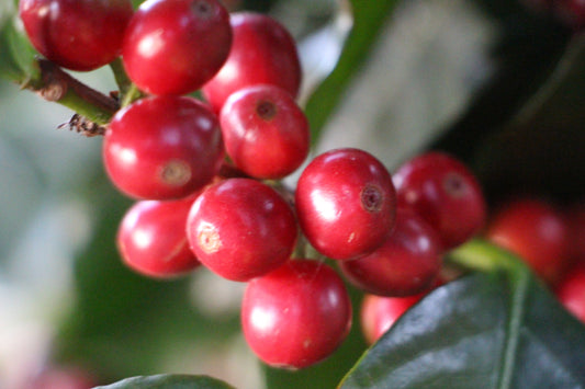 価格改定及び終売商品のお知らせ