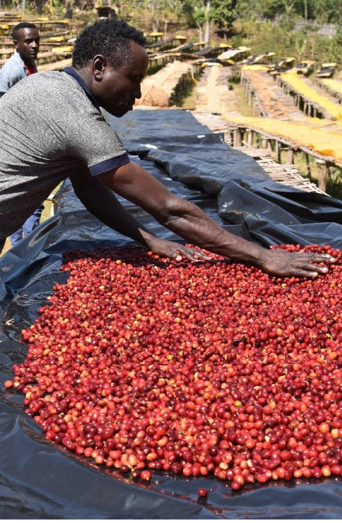 NewArrivals【2025】エチオピアG1「バトゥ・コボ ドライステーション」ナチュラルプロセス