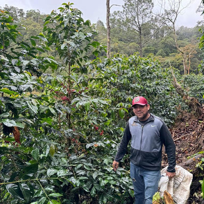 【2023】ニカラグア「モゴトン」ウォッシュドプロセス マラカツーラ種　シティロースト