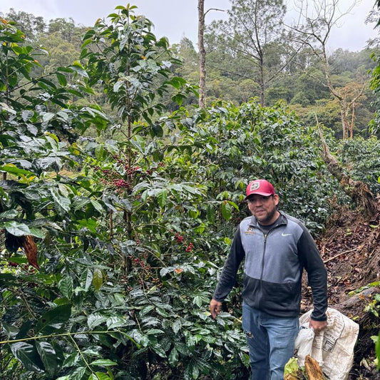 【2023】ニカラグア「モゴトン」ウォッシュドプロセス マラカツーラ種　シティロースト