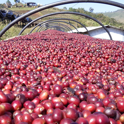 【2024】エチオピア「ゲシャ・ヴィレッジ」シェワ・ジバブ区画　ナチュラルプロセス　ゴリ・ゲシャ種