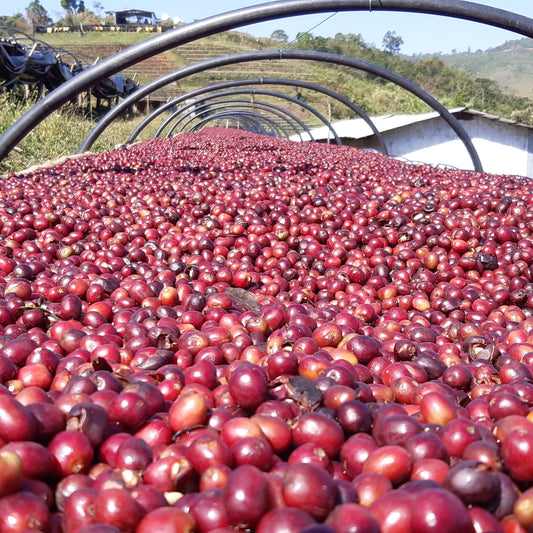 【2024】エチオピア「ゲシャ・ヴィレッジ」シェワ・ジバブ区画　ナチュラルプロセス　ゴリ・ゲシャ種