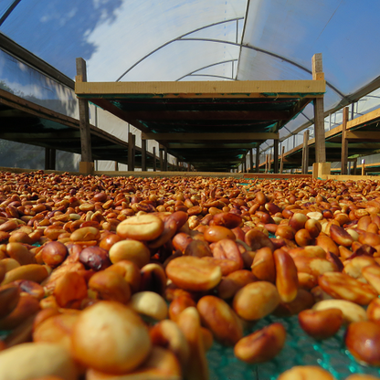 【2024】コロンビア　サンチュアリオプロジェクト　 カンポ・エルモソシリーズ「ゴールドウォッシュド」