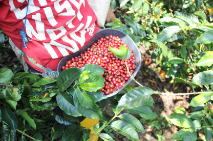 【2024】コロンビア　サンチュアリオプロジェクト　 カンポ・エルモソシリーズ「ゴールドウォッシュド」