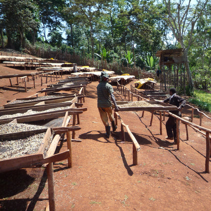 【2024】エチオピアG1 グジ シャキッソ スケ・クト 「ティマ」 ナチュラルプロセス