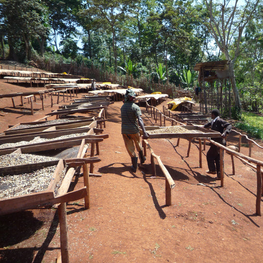 【2024】エチオピアG1 グジ シャキッソ スケ・クト 「ティマ」 ナチュラルプロセス