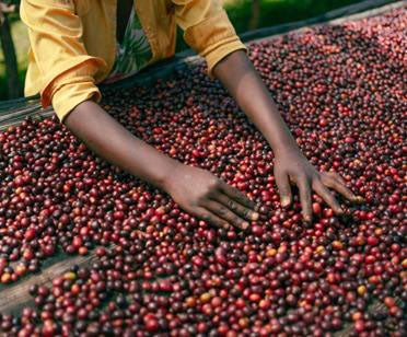 【2025】エチオピアG1 　イルガチェフェ「アリチャ」ナチュラルプロセス